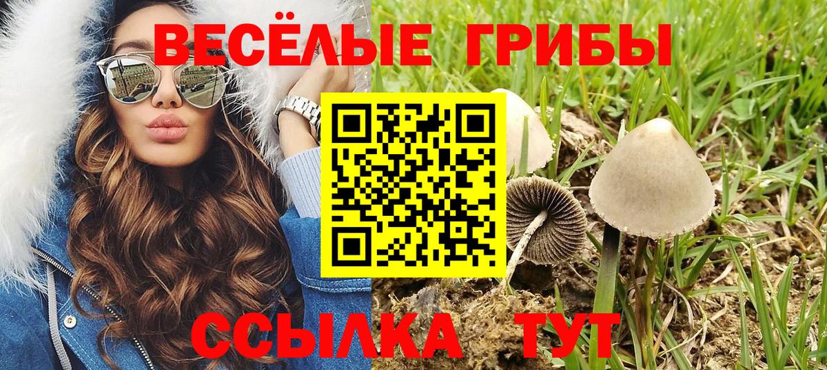 Псилоцибиновые грибы Cubensis Тосно
